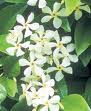 jasmine plant and white flowers The small white petals of the jasmine plant's flower.