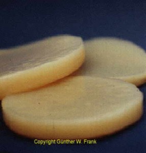 Thick Kombucha SCOBYs Very thick Kombucha SCOBYs
