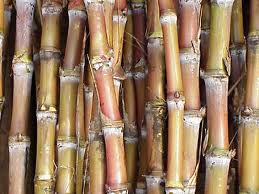 Stalks of sugar cane which is a type of grass native to India before they've been processed into sugar crystals.