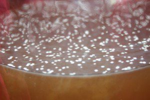 Early SCOBY formation - this is not Kombucha mold Little white dots are one way a SCOBY might begin to form and is not necessarily indicative of Kombucha mold.