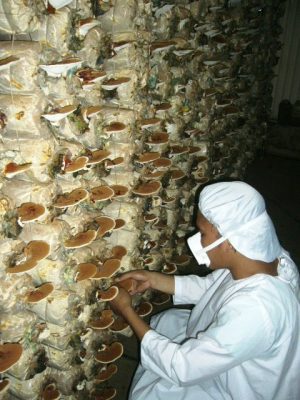 a wall of mushrooms