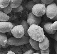 s.cerevisie Microscopic close-up of the s.cerevisie yeast body shows the tiny buds beginning to form. These will eventually become new yeast cells.