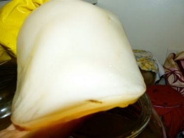 A thick creamy white Kombucha SCOBY culture is held close to the camera.