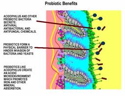 How probiotics work in the intestinal lining Grapic rendering of probiotics creating a protective layer on the vili of the GI tract. This layer prevents pathogens or harmful bacteria from taking hold in your system leading to illness