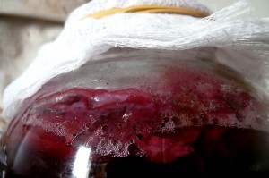 Fruit added in during the kombucha brewing process. Fruit added in during the kombucha brewing process.