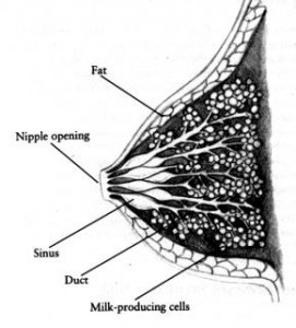 cross section of lactating breast