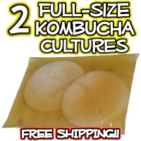 2 Kombucha Cultures from Kombucha Kamp