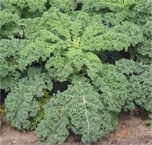 curly kale