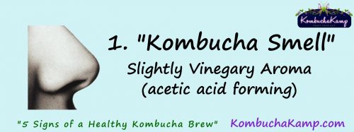 Kombucha smell