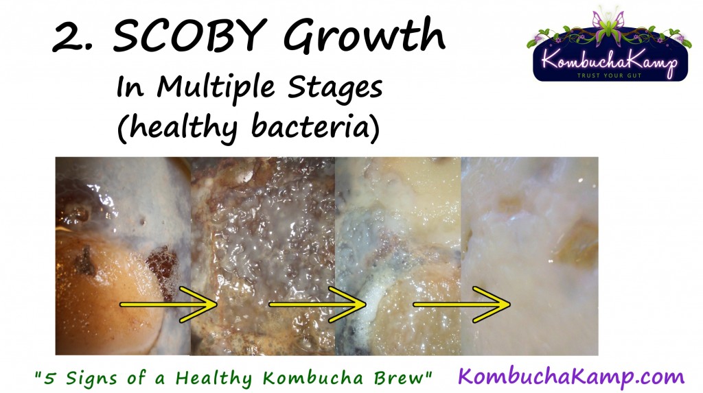 5 Signs of a Healthy Brew #2 logo
