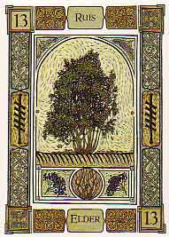 this tarot card shows the the elder tree