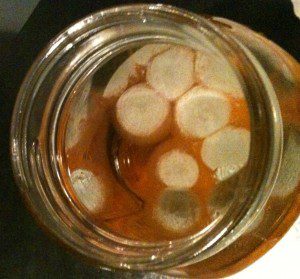 a moldy Kombucha attempt no SCOBY ever grew but Kombucha mold came in