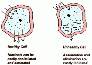 healthy vs unhealthy cells