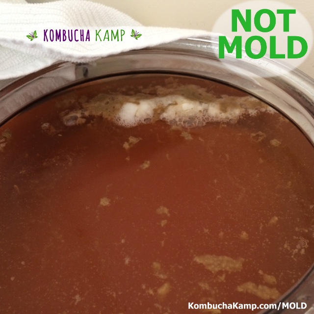 A new SCOBY just starts to form on a Kombucha brew with born yeast and white bubbles but No Mold