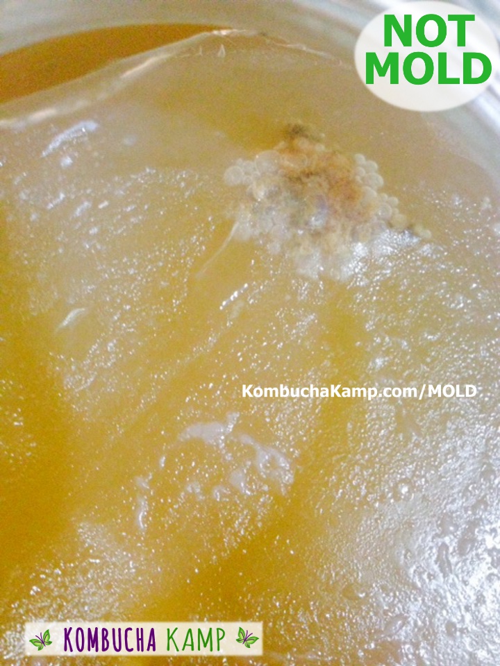 Big collection of bubbles and yeast below young Kombucha SCOBY growth with small islands of white new SCOBY forming on top