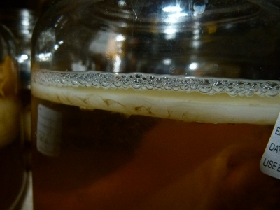 a Kombuchs SCOBY forms on top of the brew as bubbles collect