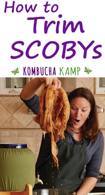 Learn How To Trim SCOBYs with Kombucha Kamp