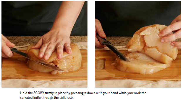 Slicing a SCOBY horizontally like bread with a serrated knife is one way to Trim SCOBYs