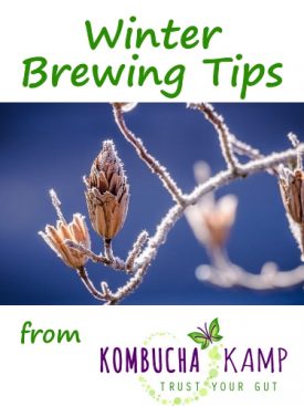 Winter Brewing Tips for Kombucha, JUN, Water Kefir and Milk Kefir from KKamp