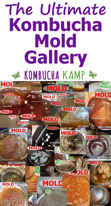 Kombucha mold gallery with photos