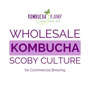 Wholesale Kombucha SCOBY Culture for Commercial Brewing
