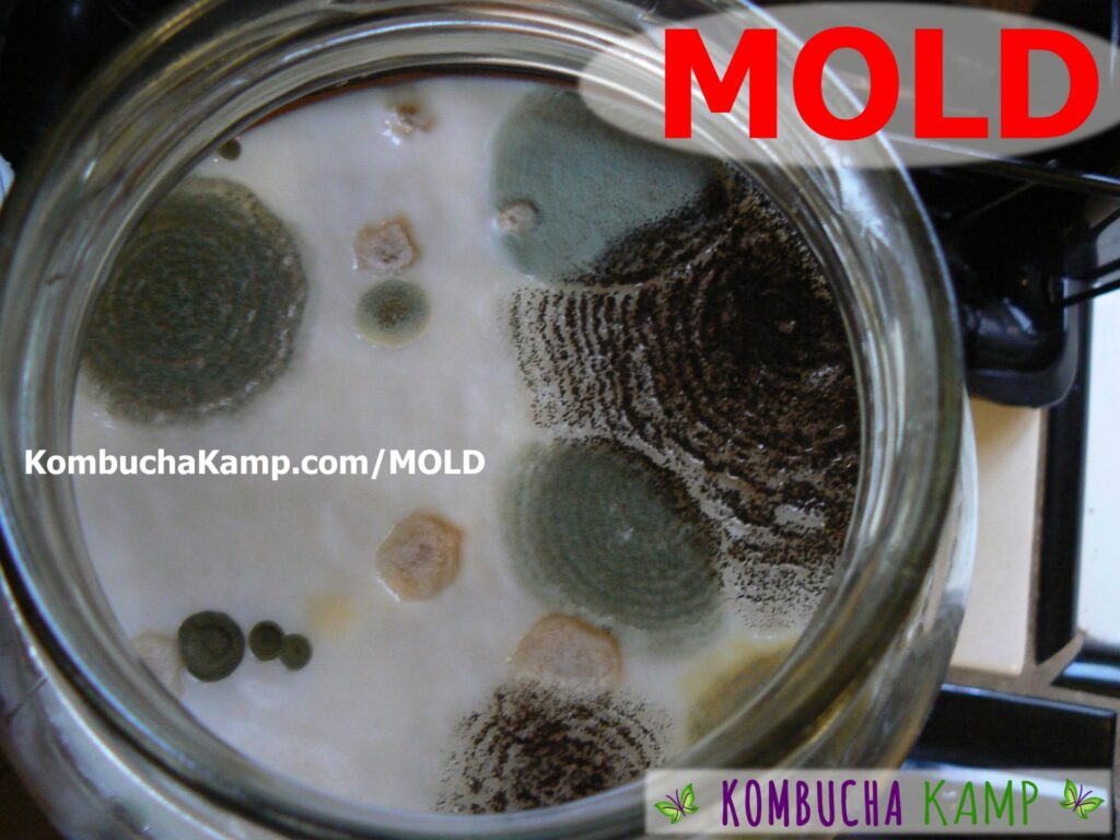 Green and yellow mold growing on Kombucha