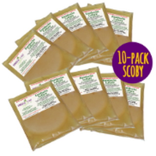 10 Kombucha SCOBYs