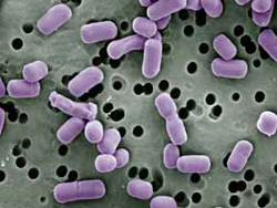 Une photographie de lactobacillus-brevis.