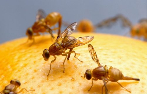 Set up a Fruit Fly Trap to prevent infestations of your Kombucha!