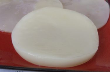 Kombucha Mushroom thick and white circular disk