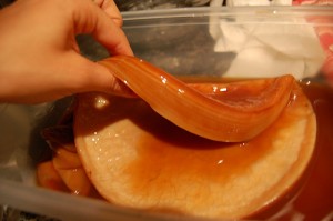 A thick SCOBY Mushroom culture on display