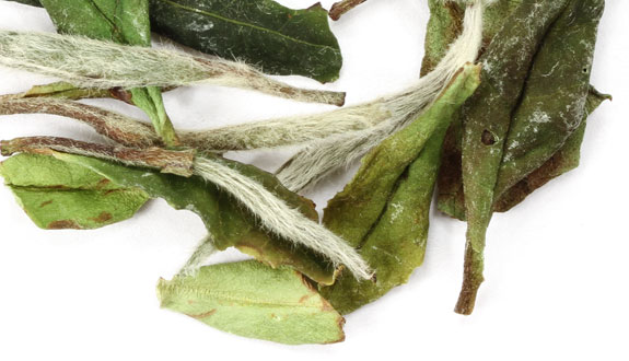 A close up of the white peony plant shows the brown stalks, green leaves and delicate white hairs.