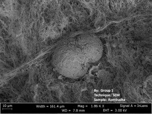 A Kombucha SCOBY under an electron microscope reveals the complex micro-cellulose structure of Kombucha.