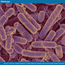 Bacteroides are among the most common bacteria found in the gut.