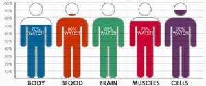 human body of water chart