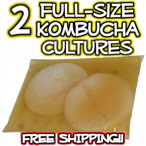2 Full Size Kombucha Cultures
