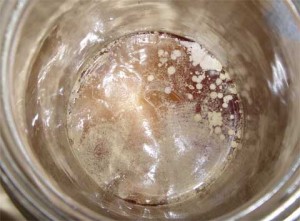 Dehydrated Kombucha SCOBYs and Kombucha Cultures that have been stored in the refrigerator most often create mold during brewing.