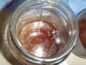 Dehydrated Kombucha SCOBYs and Kombucha Cultures that have been stored in the refrigerator most often create mold during brewing.
