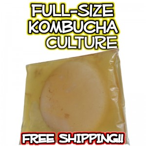 Full Size Kombucha Cultures from KKamp