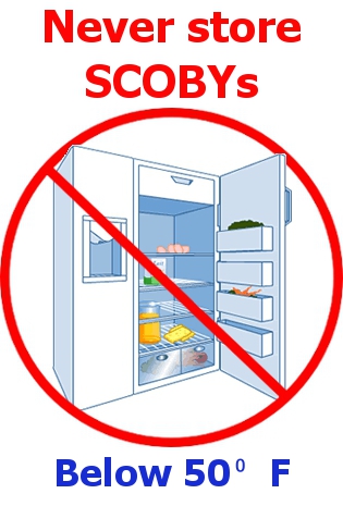 Do not store your Kombucha SCOBYs below 50 degrees Farenheit or they will enter a deep sleep that puts them at risk of mold infestation