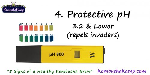 checking pH can help determine a healthy SCOBY and brew