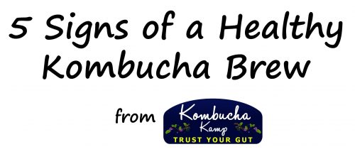 Healthy SCOBY: What Does a Healthy Kombucha SCOBY Look Like? - Bucha Brewers