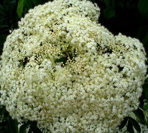 you can use freshly harvested for this elderflower kombucha recipe, or dried as available at the KKamp store