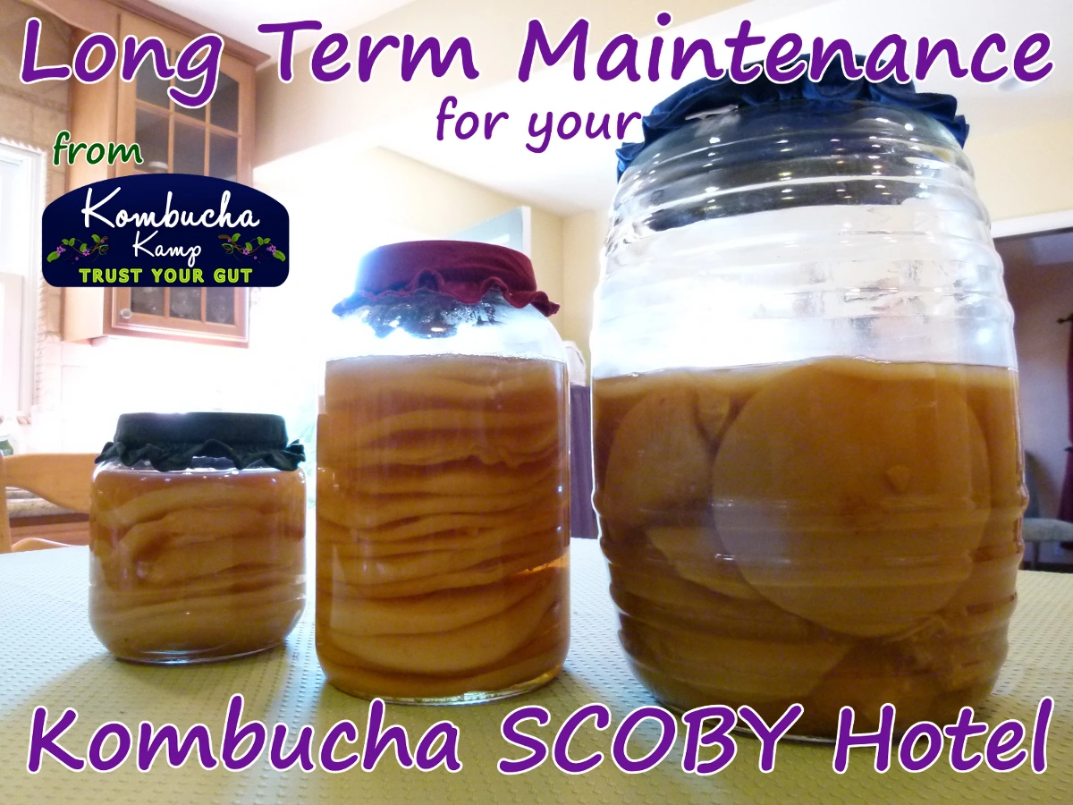 SCOBY Hotel Maintenance - Store Healthy SCOBYs Year Round