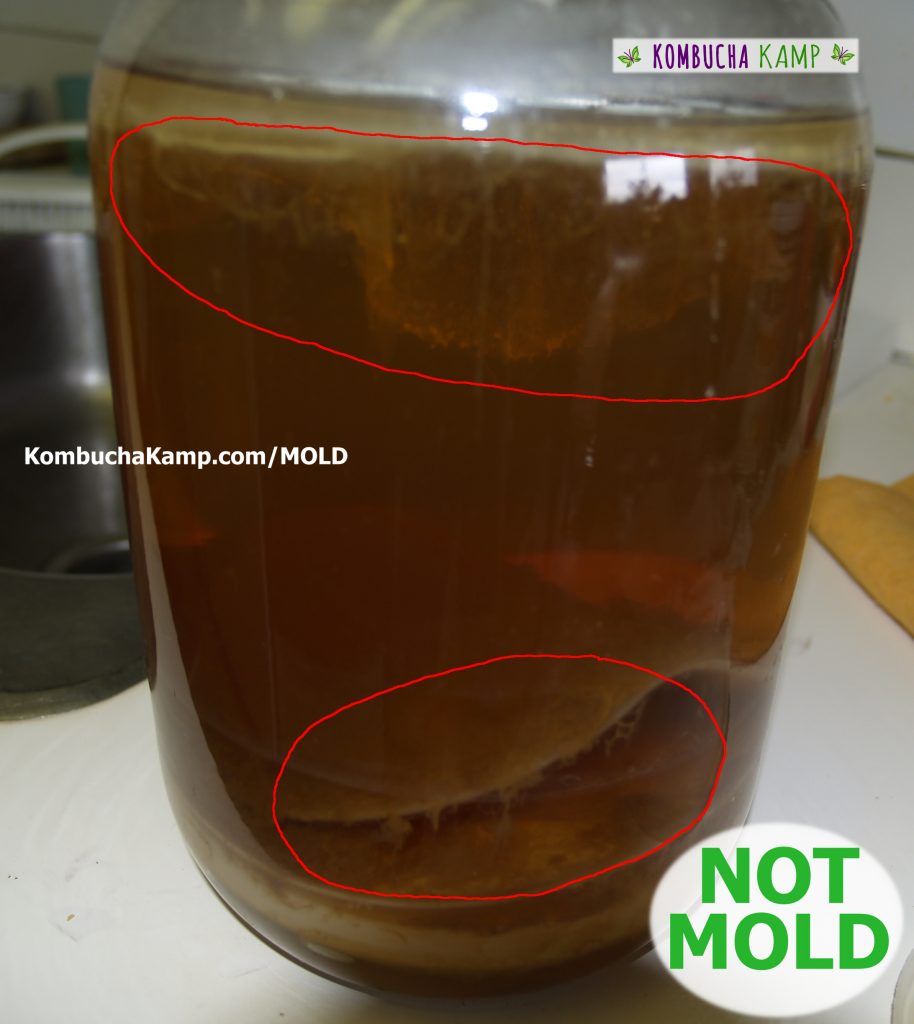 White hanging strings of yeast form just under the surface of a Kombucha brew and collect on top of SCOBYs sitting at the bottom of the brew.