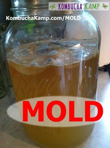 Bad Blue Kombucha Mold Circles forming on the Top of the Brew