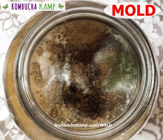 Bad Case of Green Black and White Mold on top of Kombucha SCOBY and brew
