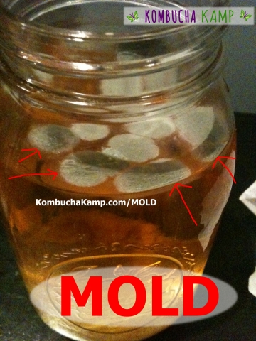 Big Circles of White and Blue Fuzzy Mold Forming on Top of the Brew Side Shot