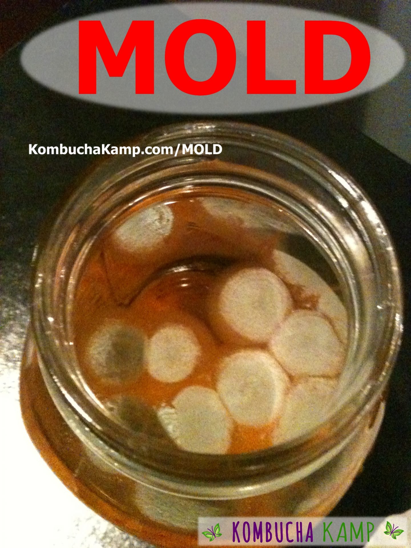 Normal Kombucha Yeast Collections on Top of the Brew or Embedded in New  SCOBY - Kombucha Kamp