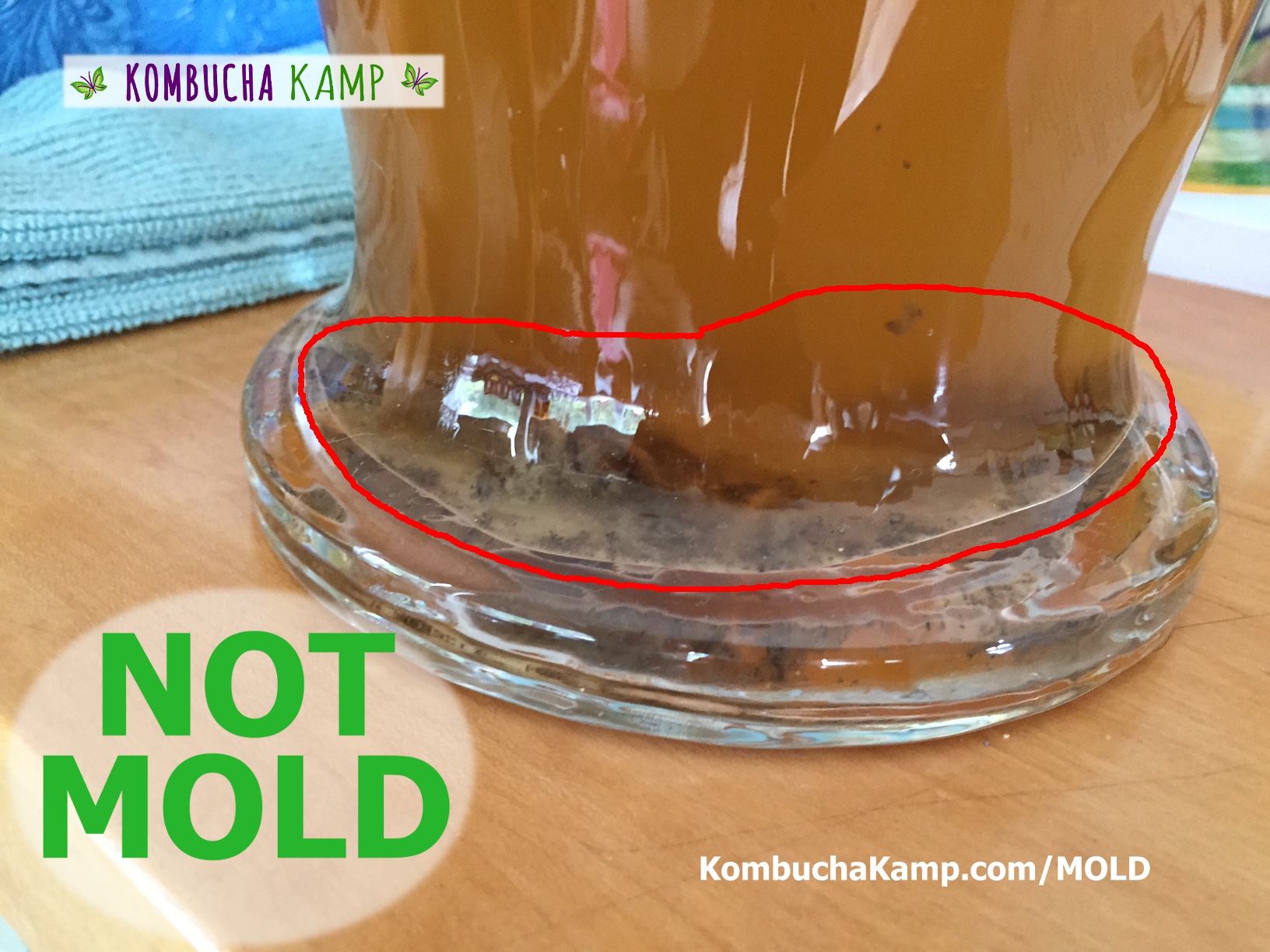 Black collections of normal Kombucha yeast at the bottom of a brew vessel not Kombucha mold